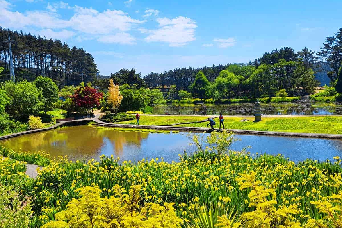 CheonriPo Arboretum in Taean where forest meets the sea