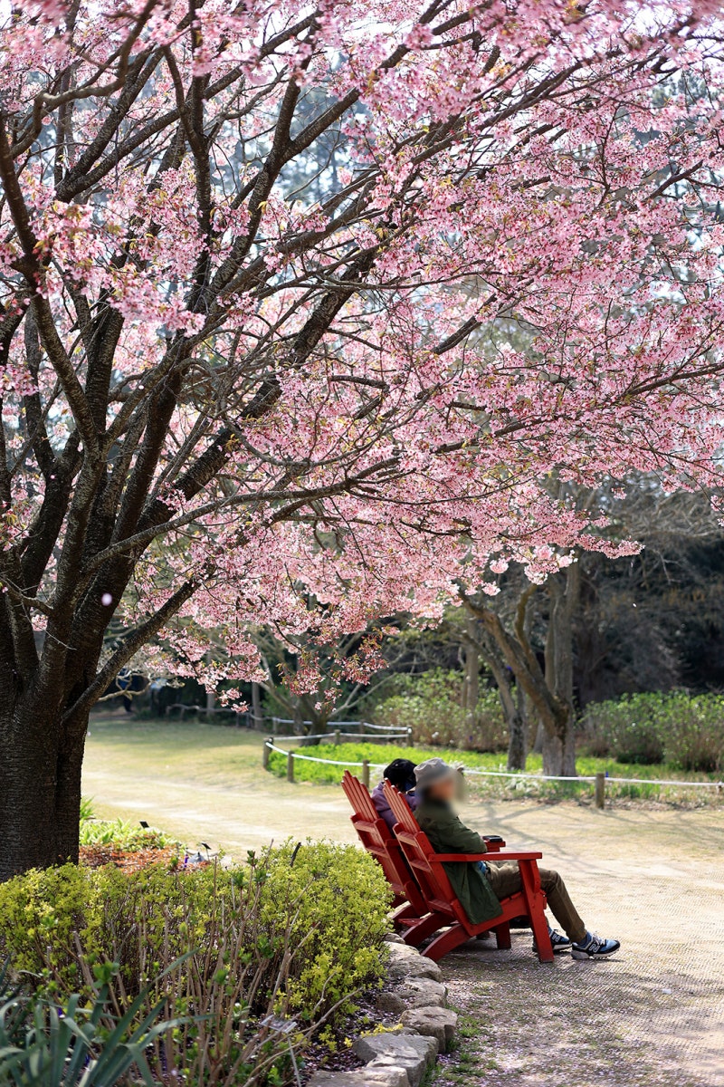 Chungnam Taean Cheonripo Arboretum 벚꽃 단풍