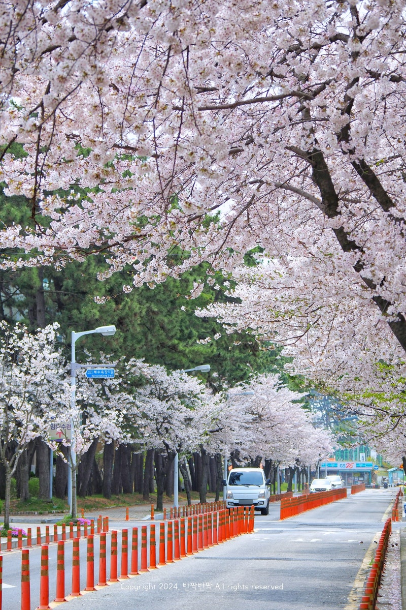 Chungnam Boryeong Daecheonhaesuyokjang 벚꽃 단풍