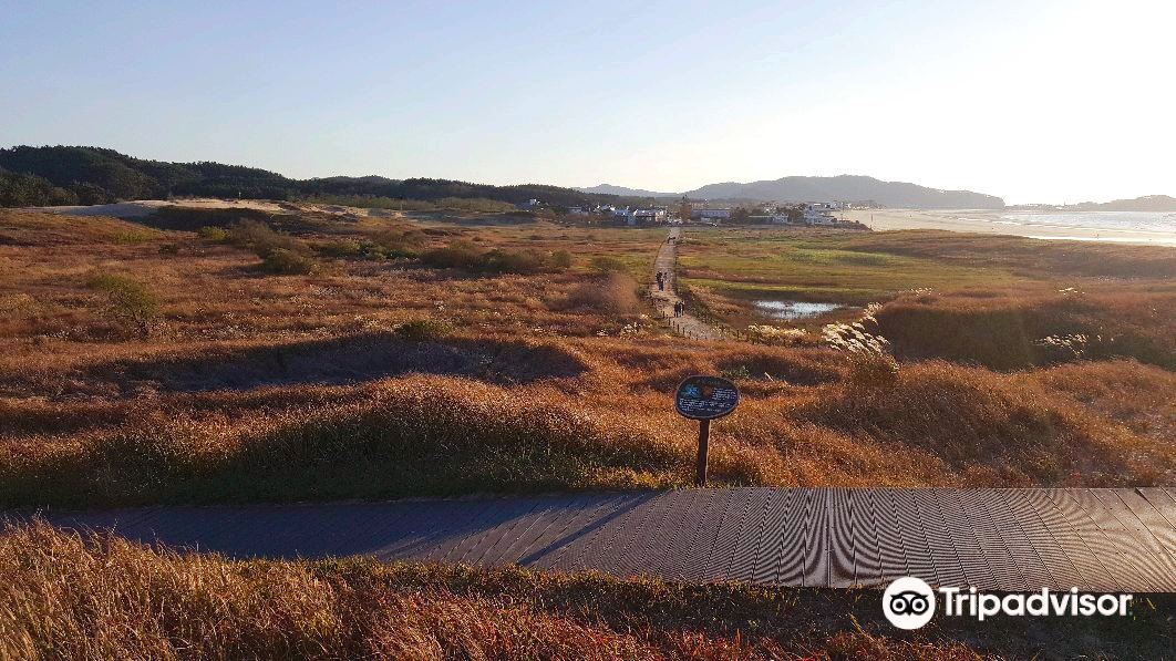 Sin-duri Coastal Dune, Sin-duri-ri, Taean, Chungcheongnam-do 벚꽃 단풍