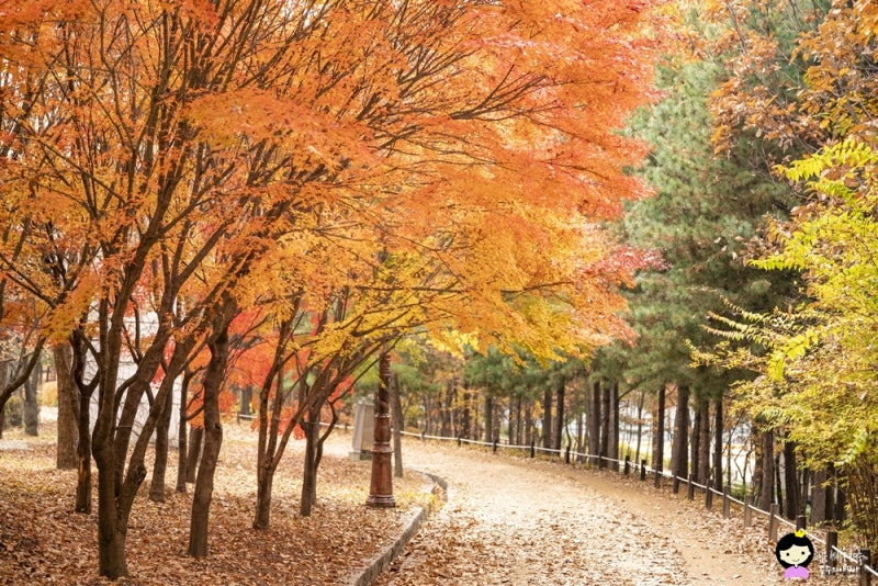 Daejeon Hanbat Arboretum 벚꽃 단풍