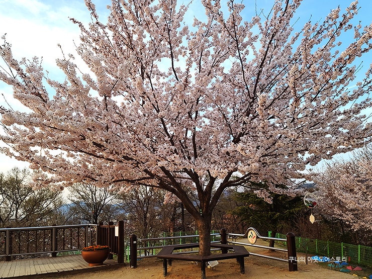 Daejeon Daedong Sky Park 벚꽃 단풍