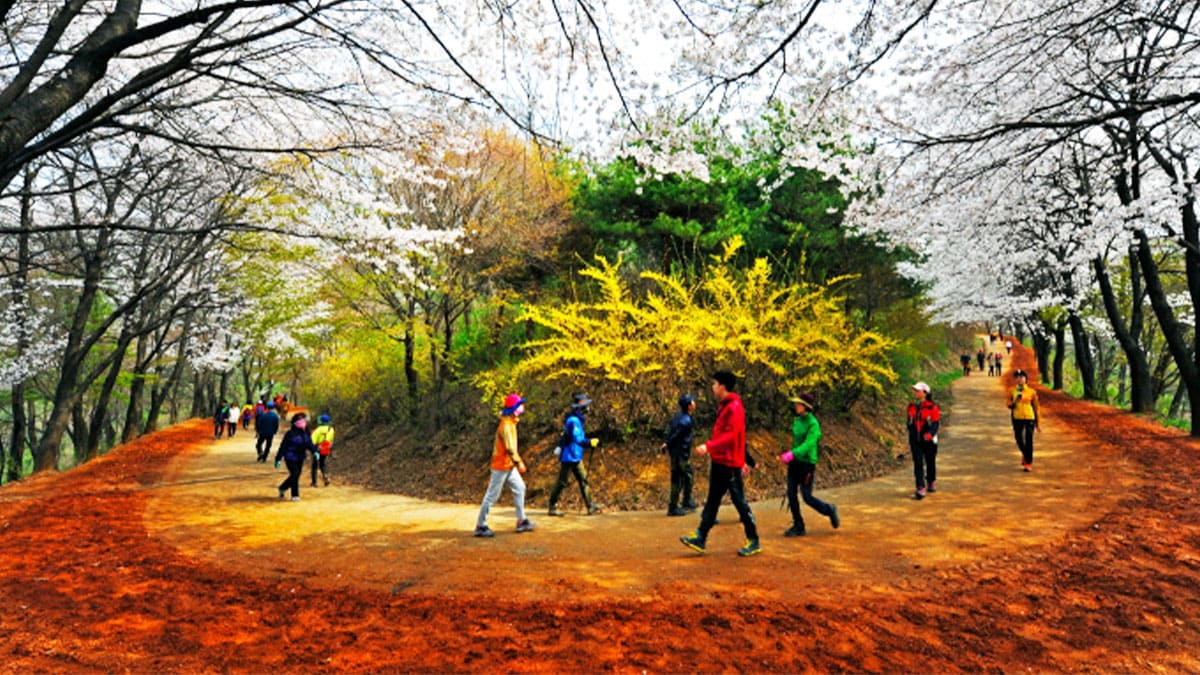 Daejeon Gyejoksan Hwangtto-gil 계절 봄 가을