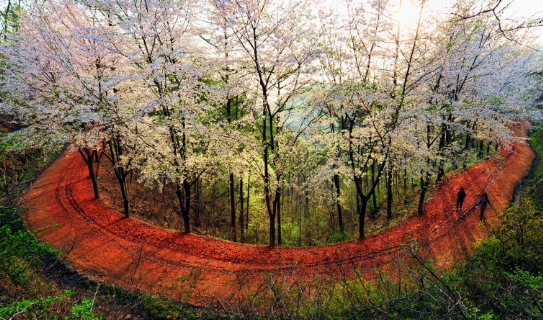 Daejeon Gyejoksan Hwangtto-gil 벚꽃 단풍