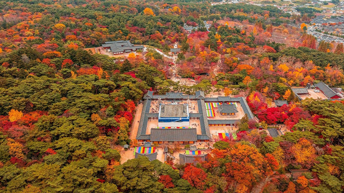 Bulguksa Temple, Gyeongju, Gyeongbuk 벚꽃 단풍