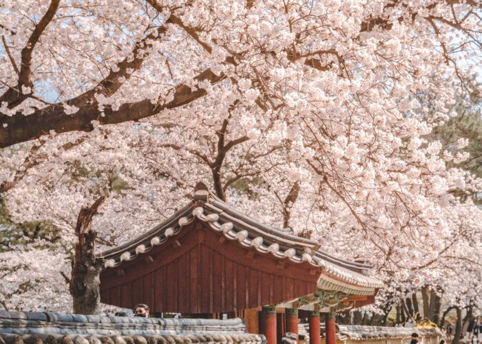 Gyeongbuk Gyeongju Hwangridan-gil 벚꽃 단풍