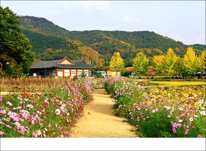 Gyeongbuk Andong Hahoe Village 계절 봄 가을