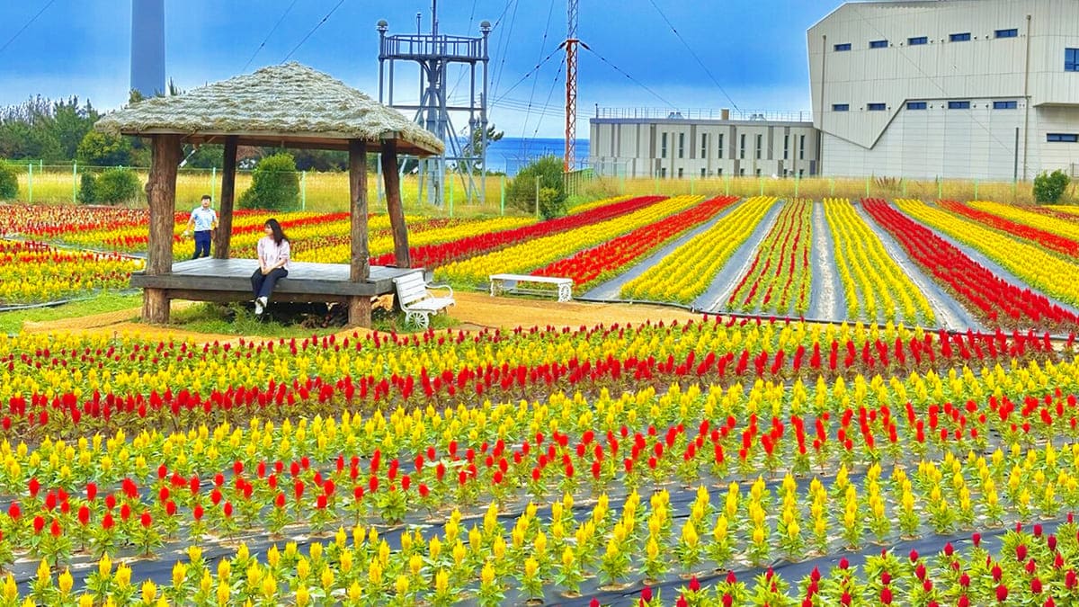 Gyeongbuk Pohang Homigot 계절 봄 가을