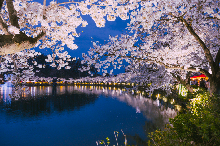 Gyeongbuk Pohang Homigot 벚꽃 단풍