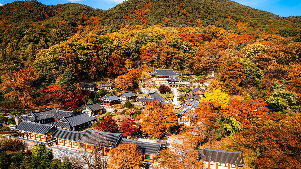 Gyeongbuk, Yeongju, Buseoksa Temple 벚꽃 단풍