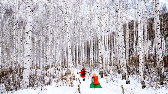 Inje Birch Forest in Wonda-ri, Gangwon’s shimmering autumn walk