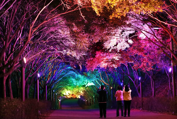 Independence Hall, Cheonan, Chungcheongnam-do 벚꽃 단풍