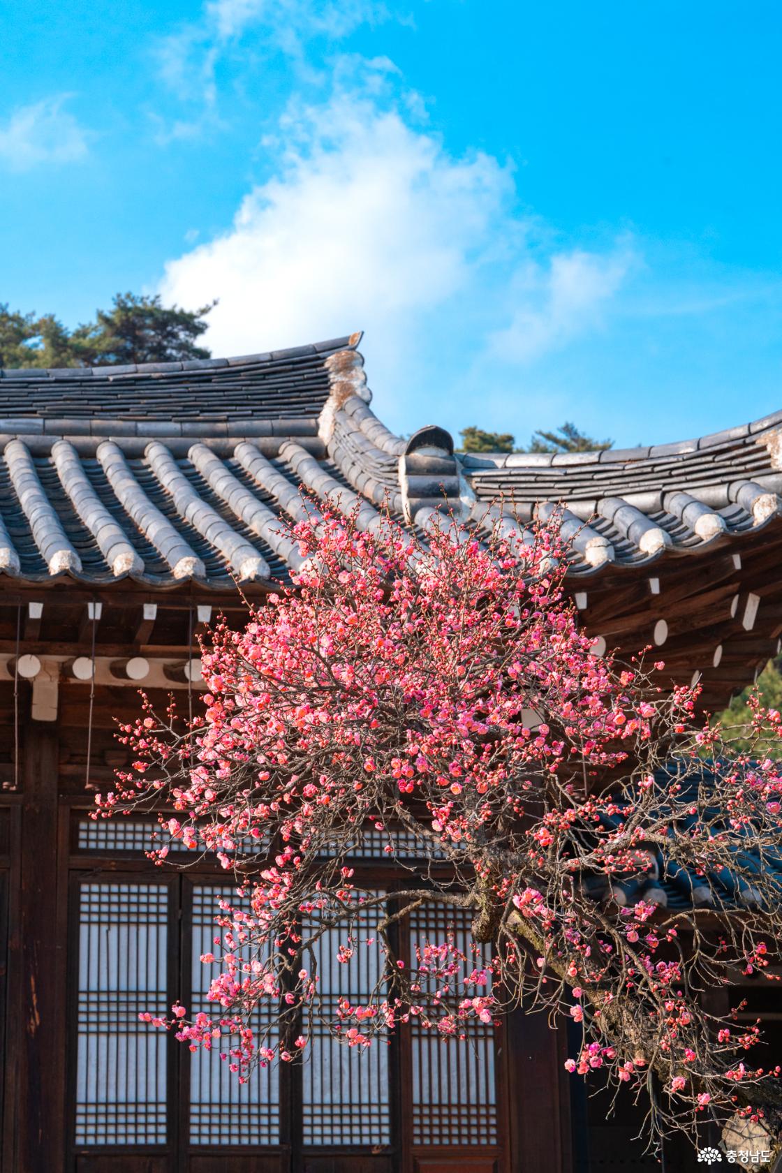 Hyeonchungsa Shrine in Asan, South Chungcheong 벚꽃 단풍