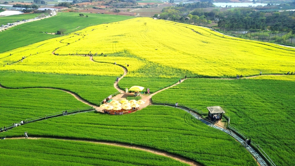 Gochang Green Barley Field in spring, waves of light in the breeze