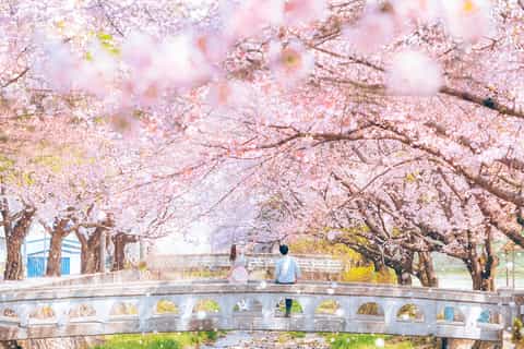 Jeonju Jeonju Gyeonggijeon 벚꽃 단풍