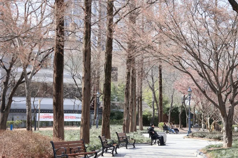 Daegu Gyeongsanggamyeong Park 계절 봄 가을