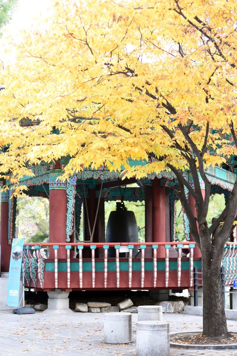 Daegu Gyeongsanggamyeong Park 벚꽃 단풍