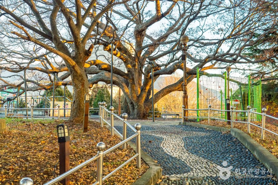 Daegu Hyeonpung 500-Year Zelkova Theme Park 계절 봄 가을