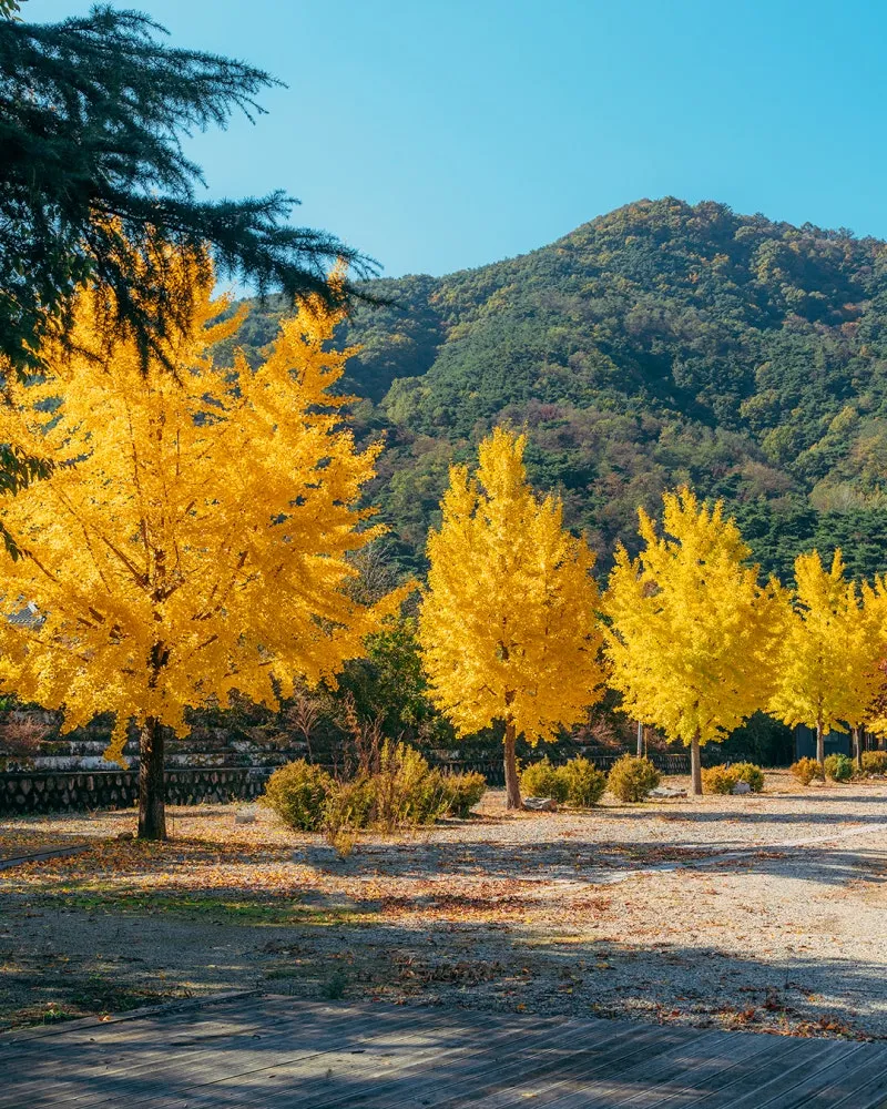 Daegu Hanbam Village 벚꽃 단풍