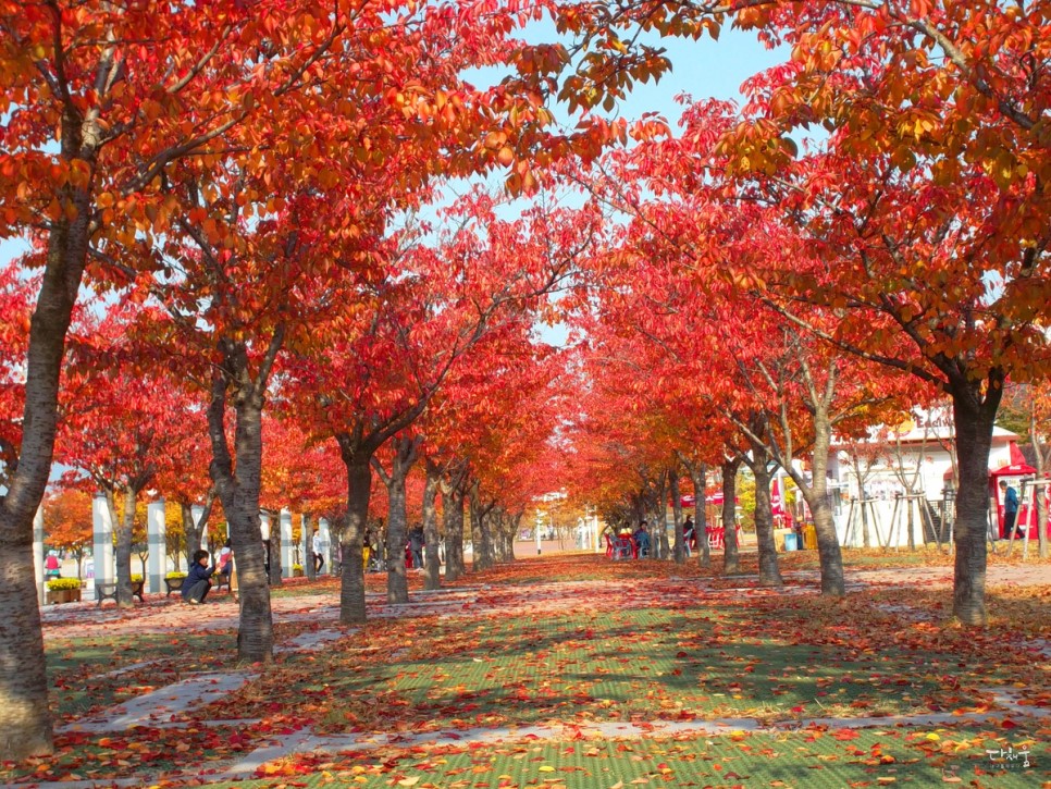 Daegu Local History Museum: Cherry Blossoms and Autumn Foliage