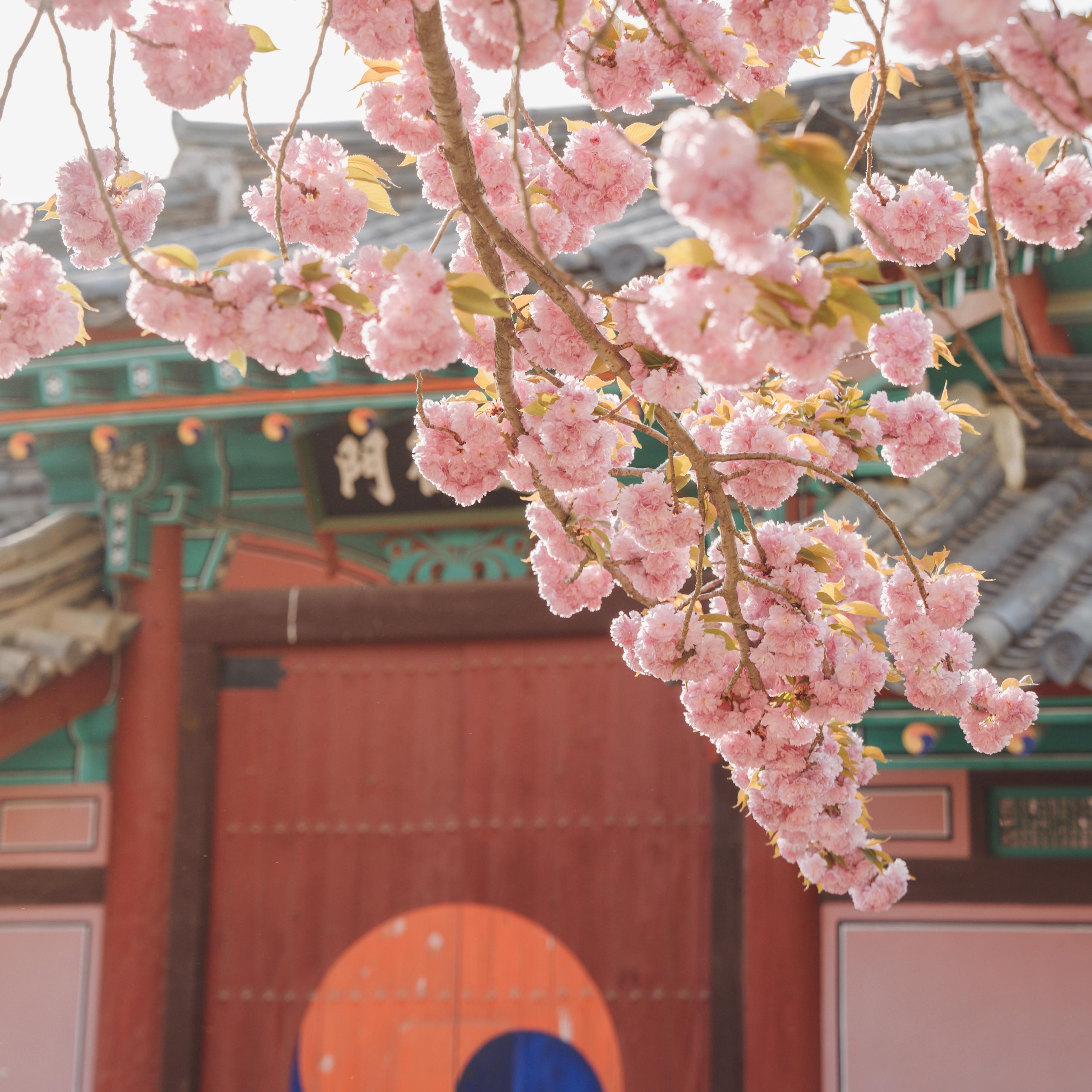 Daegu Wolgok History Museum 벚꽃 단풍