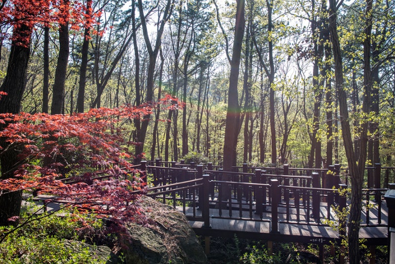 Busan Baegyangsan Welbing Forest seasons spring and autumn