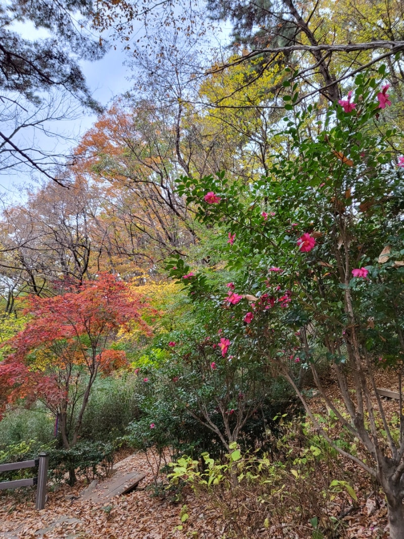 Busan Baegyangsan Welbing Forest cherry blossoms and autumn foliage