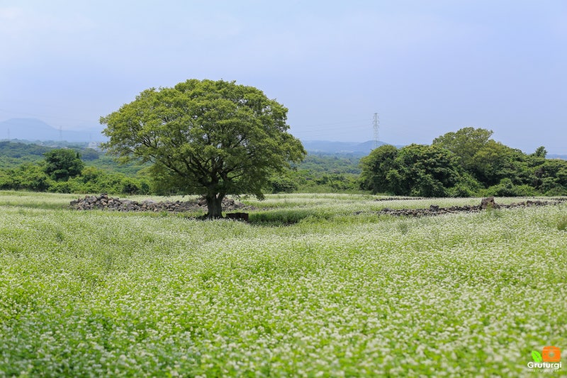 Wahhl Buckwheat Village in Jeju stroll the stone walls and fields