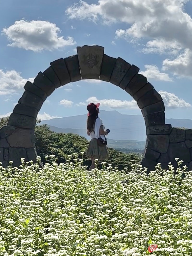 Jeju Waheul Buckwheat Village 명소 볼거리
