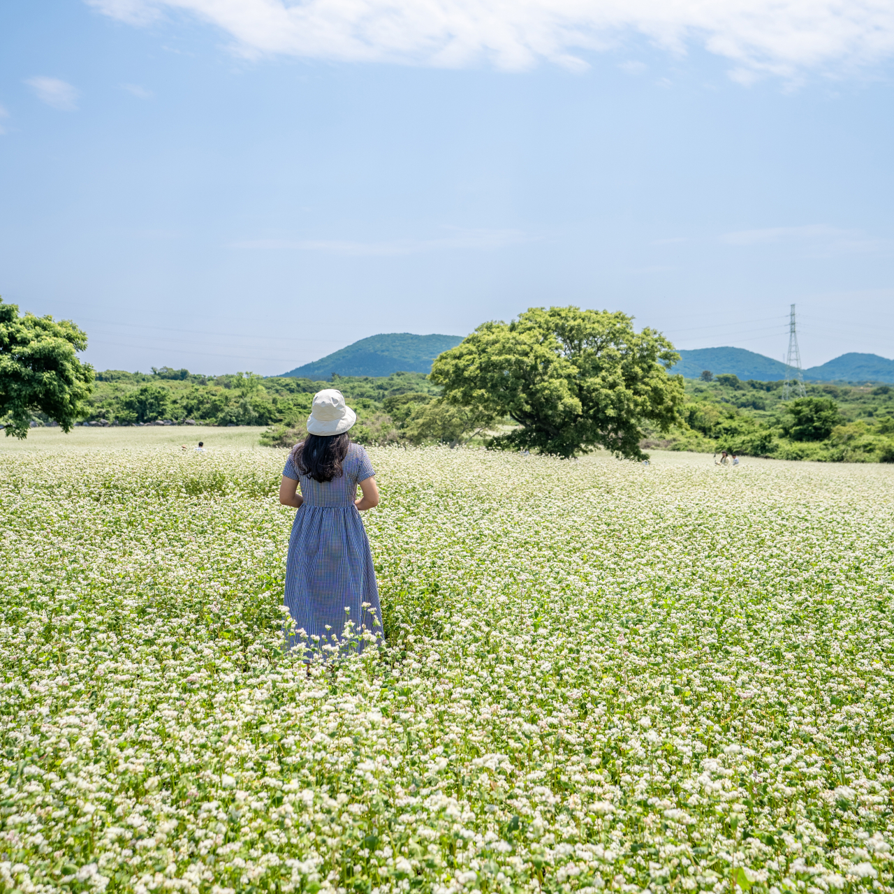 Jeju Waheul Buckwheat Village 야경