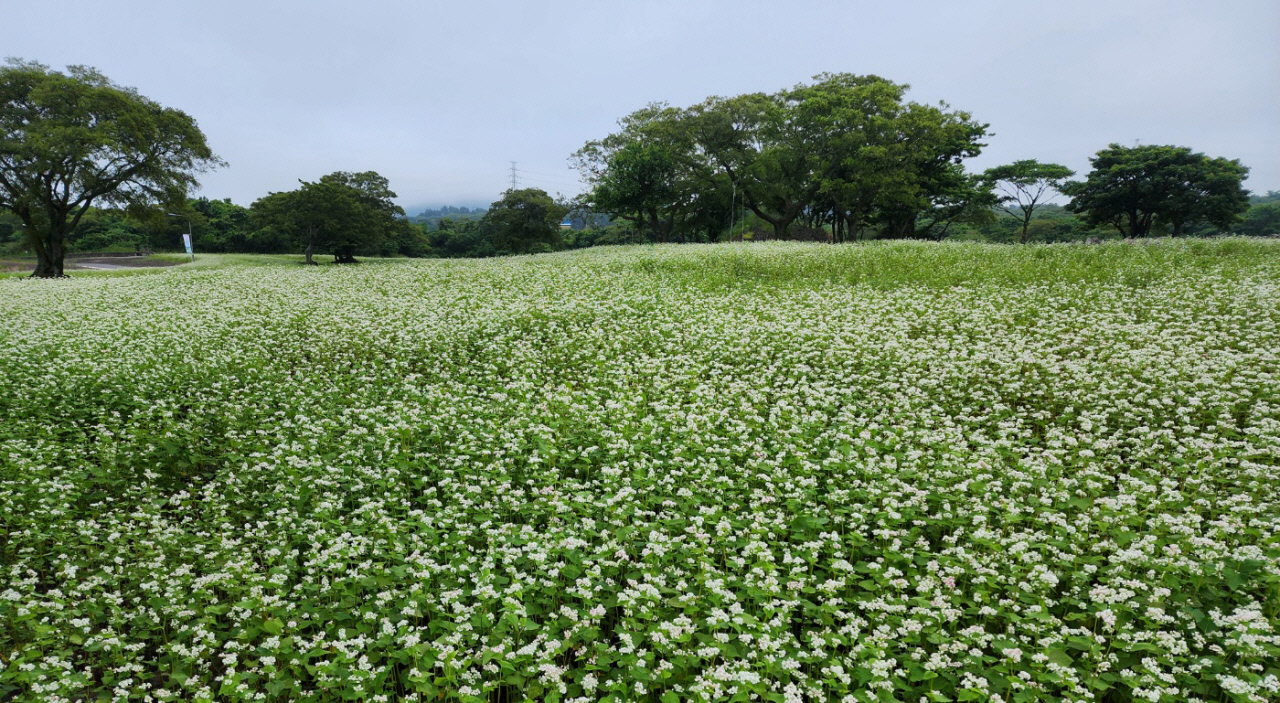 Jeju Waheul Buckwheat Village 벚꽃 단풍