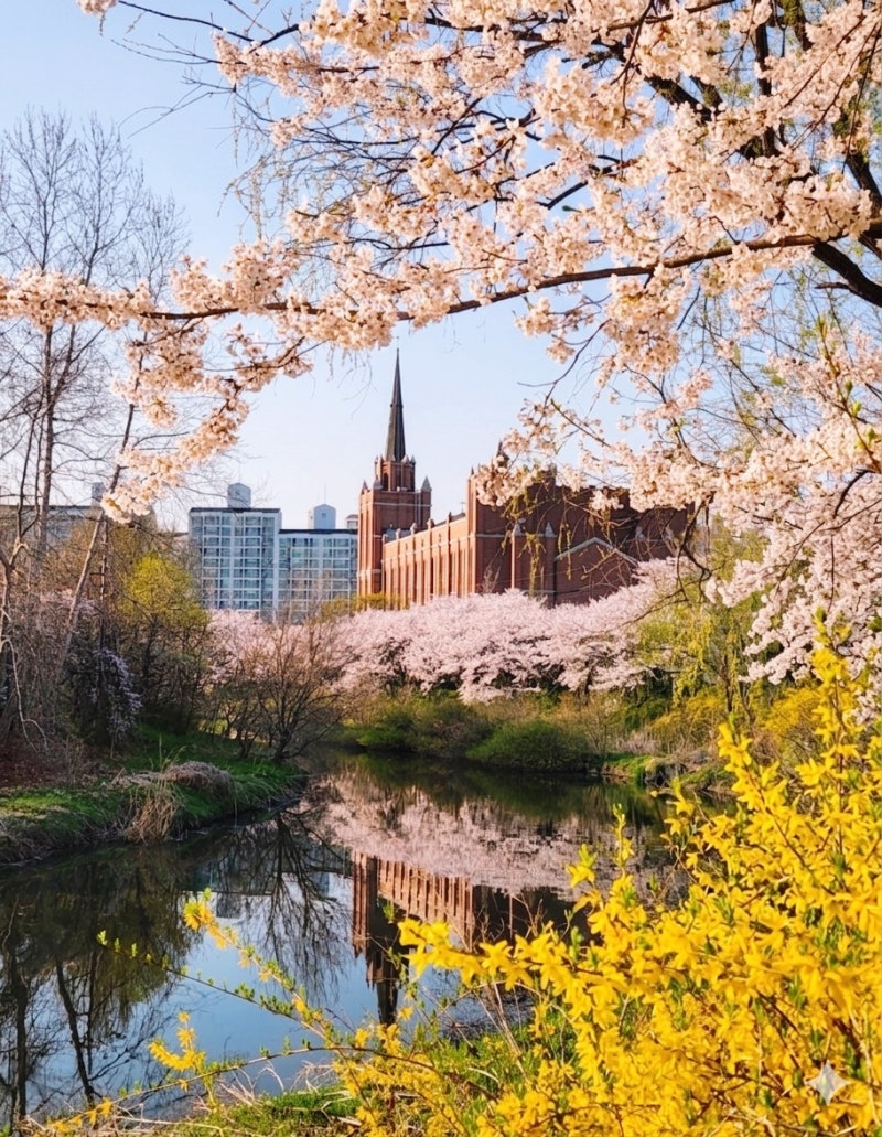 Gyeonggi-do Stafield Suwon 벚꽃 단풍