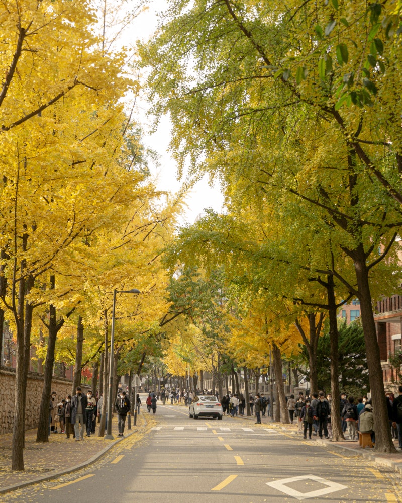 Seoul Myeongdong 계절 봄 가을