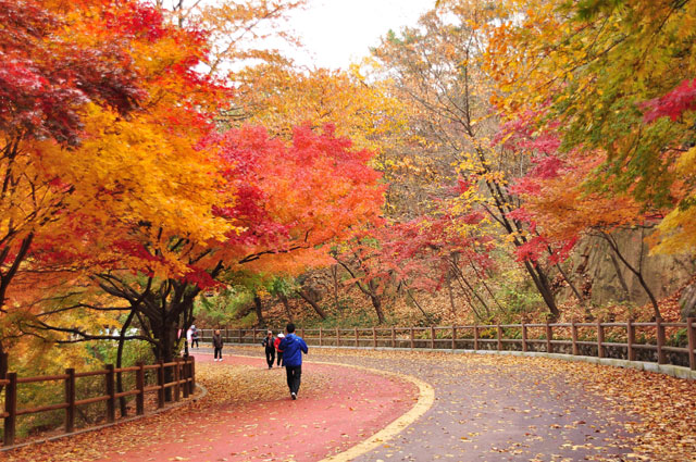 Seoul Hangang 벚꽃 단풍
