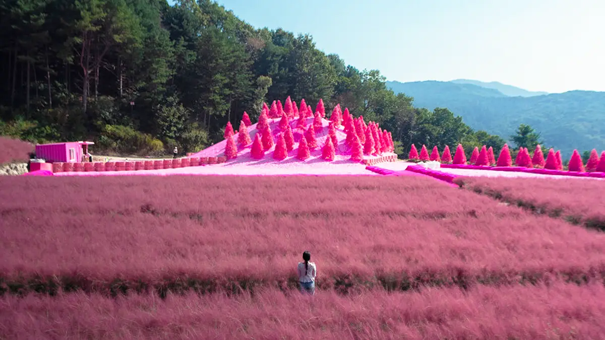 Pocheon Herb Island Spread Across 130,000 Pyeong Since October 1998